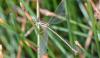 Lestes barbarus